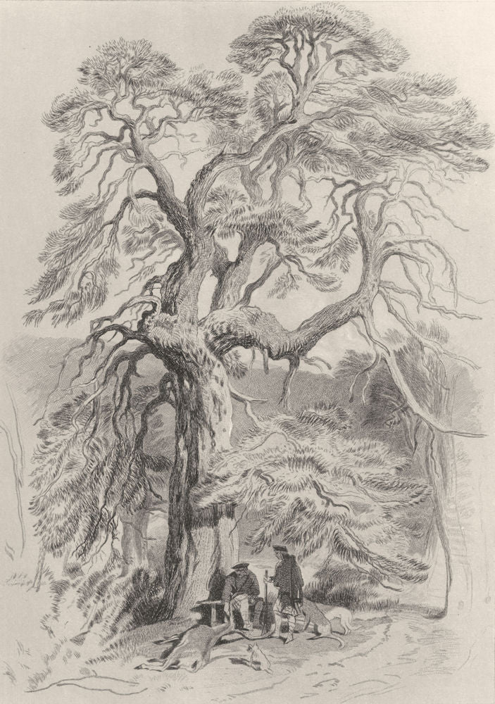 TREES. Under Fir Tree-Landseer c1880 old antique vintage print picture